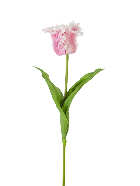 Picture of 27" PARROT TULIP