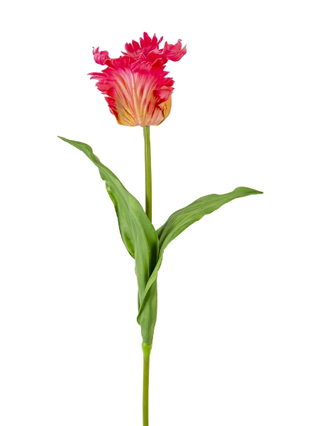 Picture of 27" PARROT TULIP