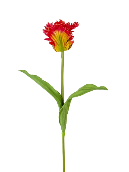 Picture of 27'' PARROT TULIP