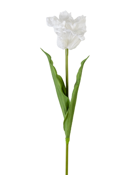 Picture of 27" PARROT TULIP