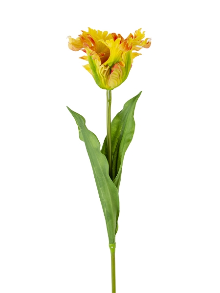 Picture of 27'' PARROT TULIP