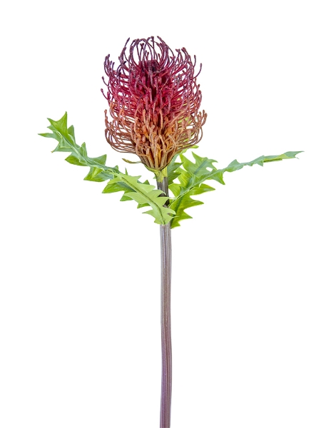 Picture of 24" BANKSIA PROTEA