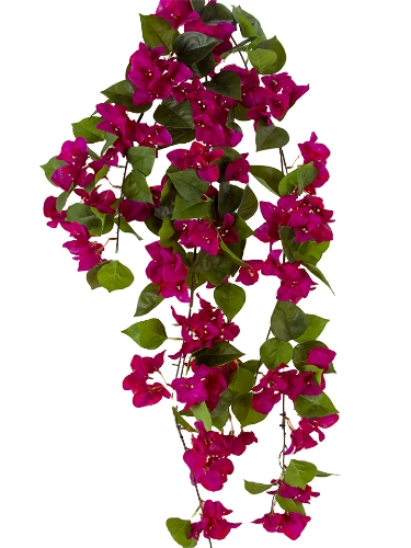 Picture of 41" BOUGAINVILLEA VINE
