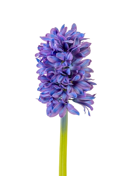 Picture of 12"  HYACINTH