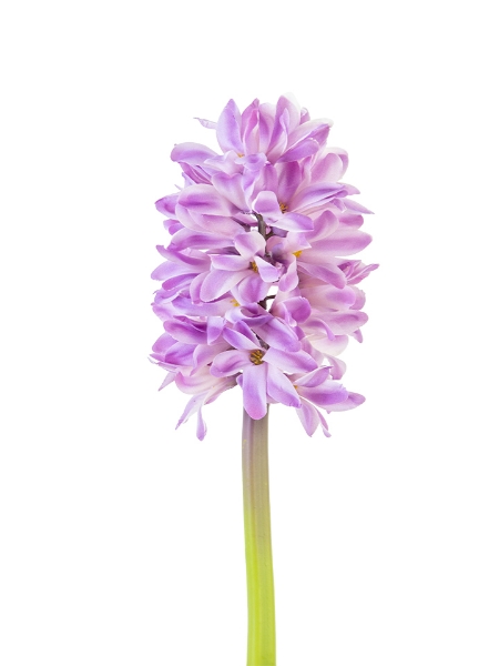 Picture of 12"  HYACINTH