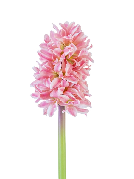 Picture of 12"  HYACINTH