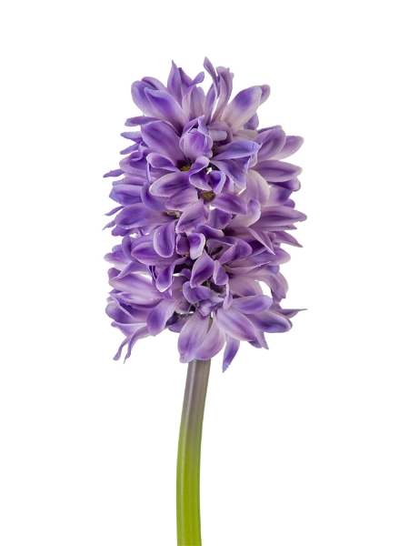 Picture of 12"  HYACINTH