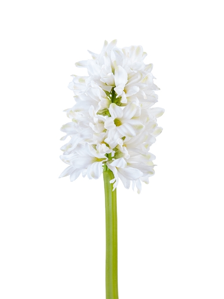 Picture of 12" HYACINTH