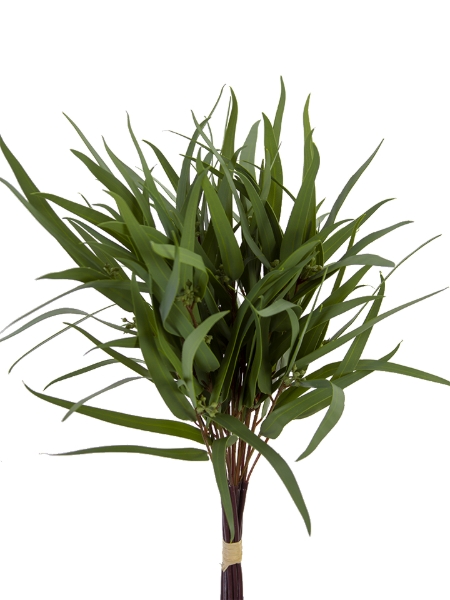 Picture for category Foliage