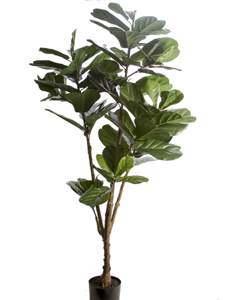 Picture for category Trees