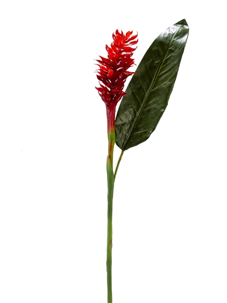 Picture of LG GINGER FLOWER SP 48"