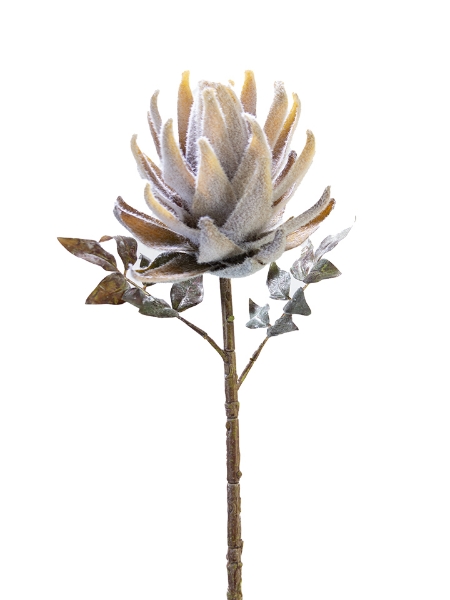 Picture of 21" PROTEA