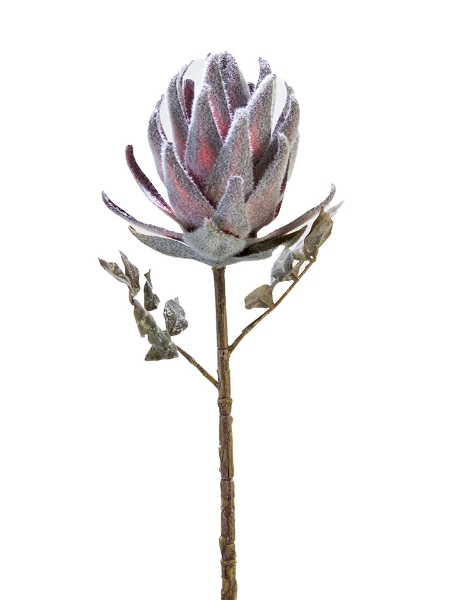 Picture of 21" PROTEA