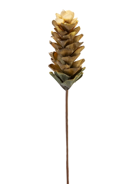 Picture of 32" GINGER FLOWER