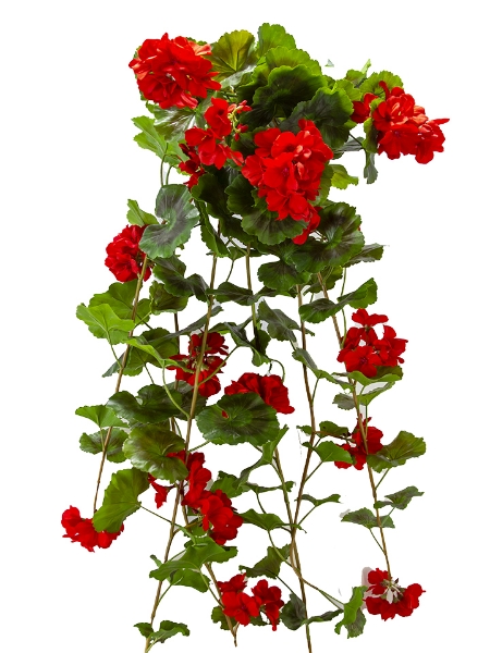 Picture of 50" UV GERANIUM BUSH