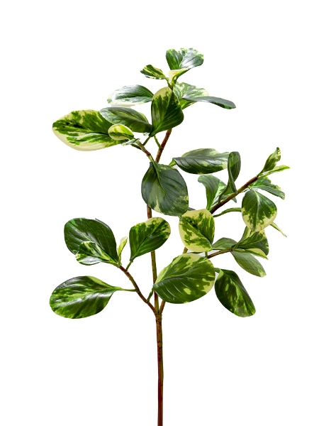 Picture of 28" UV PEPEROMIA SPRAY