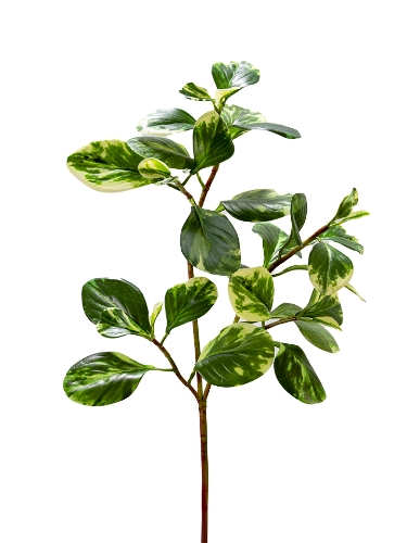 Picture of 28" UV PROTECTED PEPEROMIA SPRAY