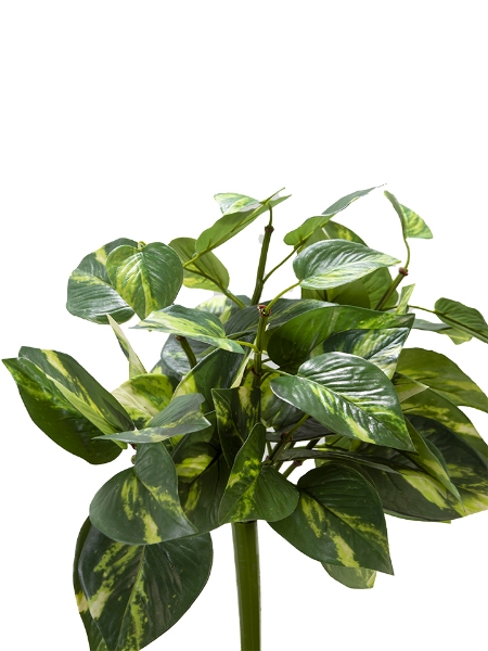 Picture of 17" UV POTHOS BUSH