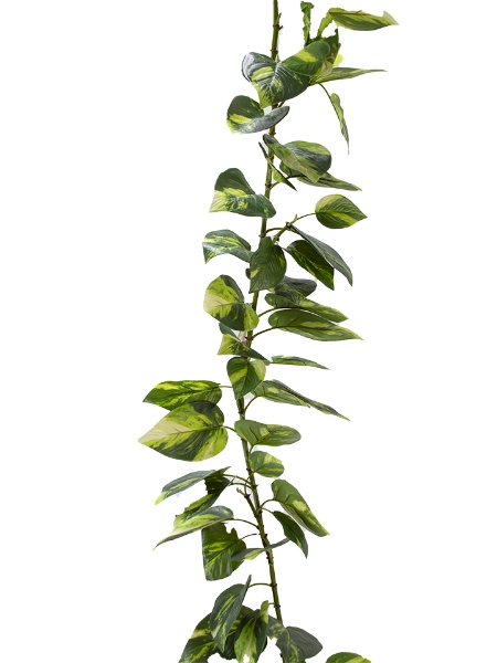 Picture of 6.10'' UV POTHOS GARLAND