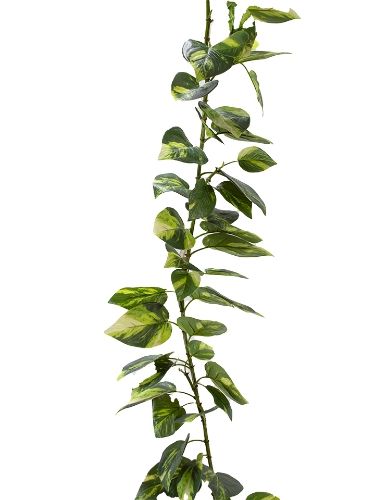 Picture of 6.10'' UV PROTECTED POTHOS GARLAND