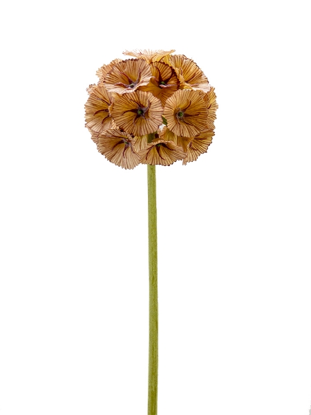 Picture of 23" SCABIOSA