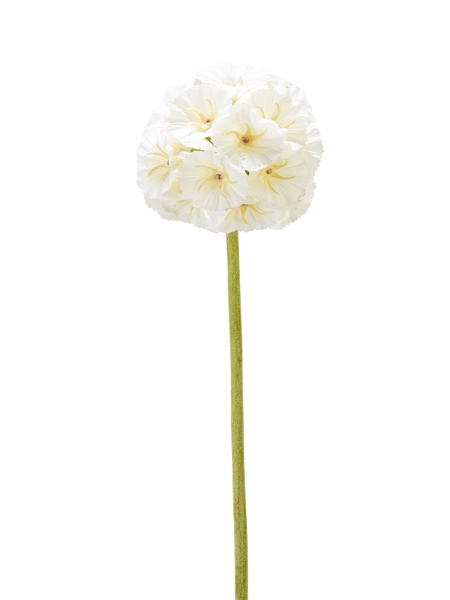 Picture of 23" SCABIOSA