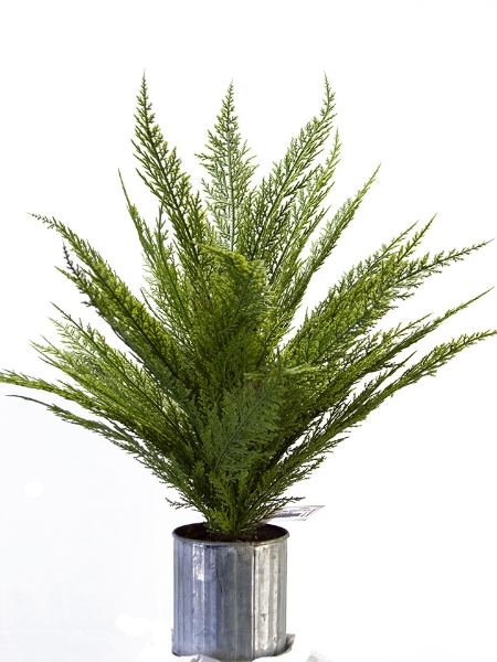 Picture of 23"  CYPRESS TREE IN POT