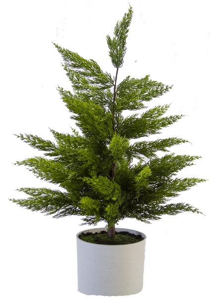 Picture of 31" CYPRESS POTTED TREE