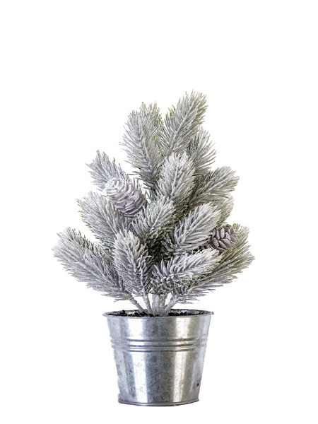 Picture of 13" PINE  TREE W/ POT