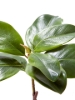 Picture of 23" MAGNOLIA LEAF SPRAY