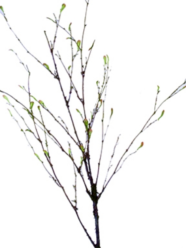Picture of 50" YOUNG LEAF BRANCH SPRAY