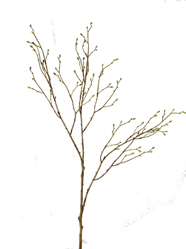 Picture of 39" PUSSY WILLOW BUD SPRAY
