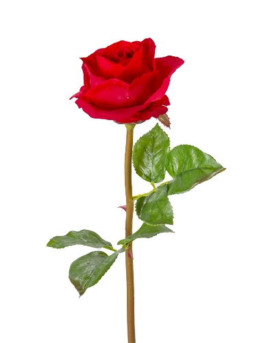 Picture of 24" UV PROTECTED ROSE STEM