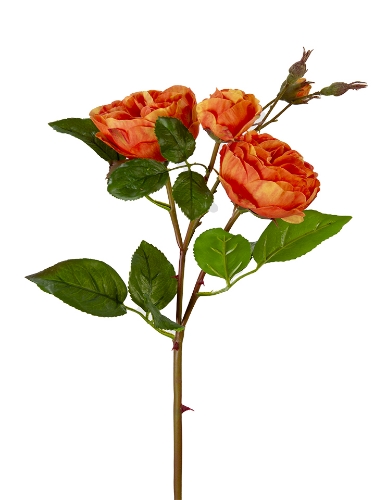 Picture of 24" UV PROTECTED CABBAGE ROSE