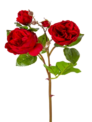 Picture of 24" UV PROTECTED CABBAGE ROSE