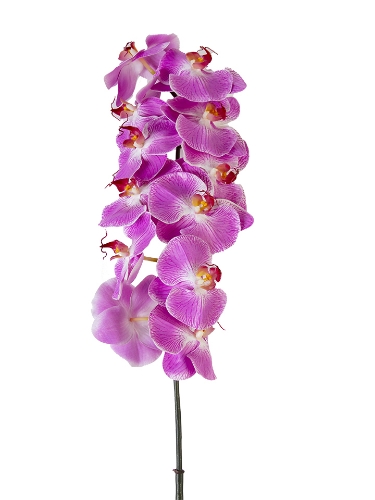 Picture of 42" UV PROTECTED PHALAENOPSIS