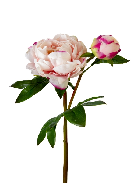Picture of 24" UV PROTECTED PEONY