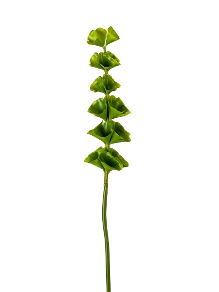 Picture of 32" BELLS OF IRELAND