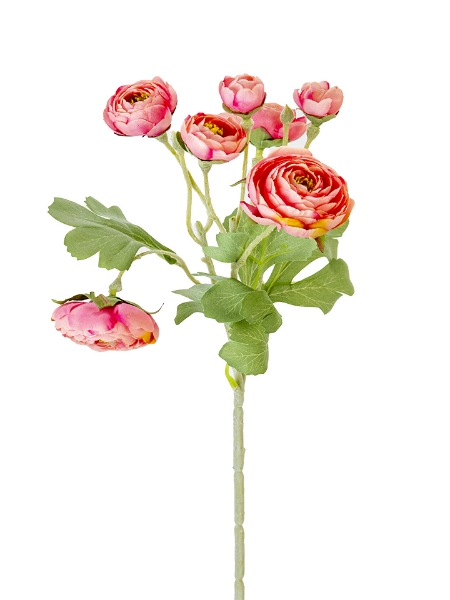Picture of 19" RANUNCULUS SPRAY