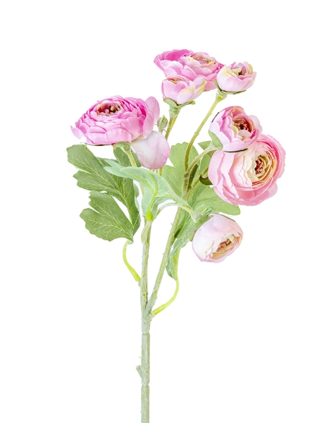 Picture of 19" RANUNCULUS SPRAY
