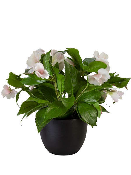 Picture of 11" UV PROTECTED POTTED IMPATIENS