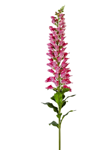 Picture of 66" UV PROTECTED FOXGLOVE SPRAY
