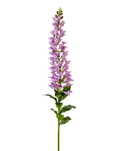 Picture of 66" UV PROTECTED FOXGLOVE SPRAY