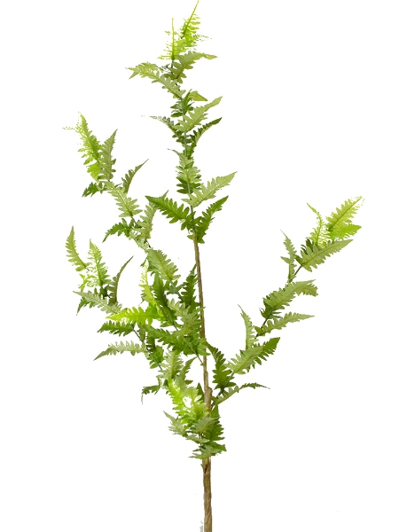 Picture of 55" FERN BRANCH