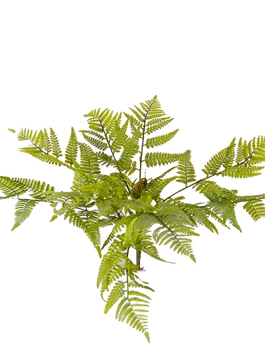 Picture of 19" FERN  BUSH