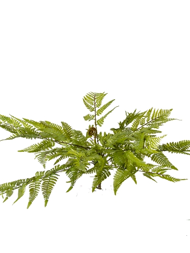Picture of 20" FERN  BUSH