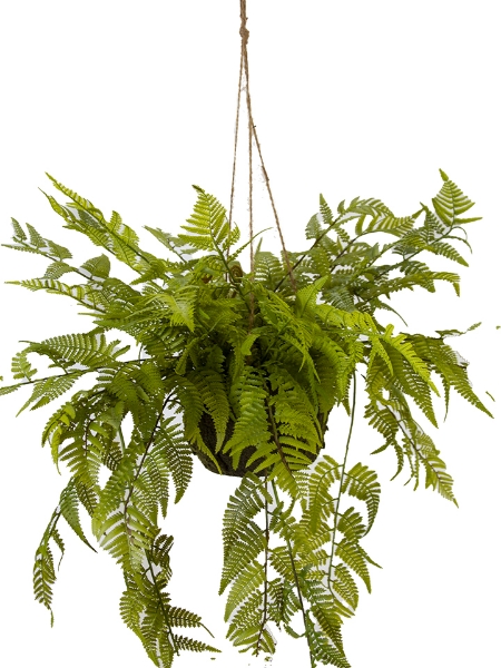 Picture of 25" HANGING POTTED FERN  MOSS