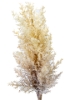 Picture of 33" DRIED ASTILBE SPRAY