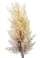 Picture of 33" DRIED ASTILBE SPRAY