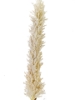 Picture of 42" DRIED FOX TAIL STEM